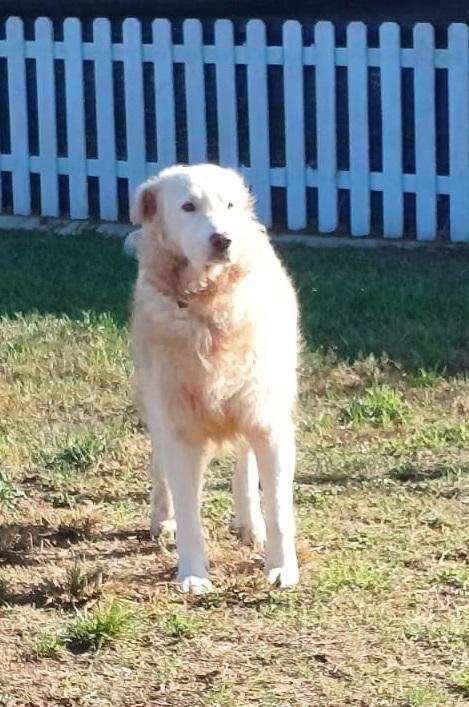 Nebbia adozione del cuore Foto 6